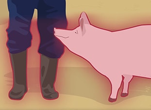 Rumænien: Bestræbelser på at udrydde afrikansk svinepest