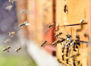 Belgia: tervete mesilaste projekt