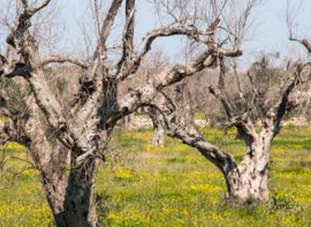 Het redden van de olijfbomen in Europa